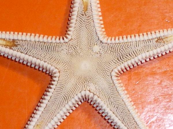 Stelle astropecten spiaggiate (Astropecten sp.)